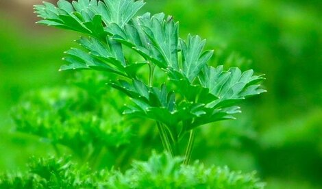 Parsley