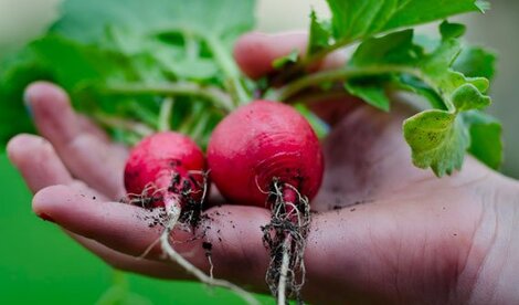 Radishes