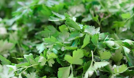 Coriander