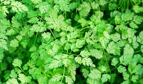 Chervil