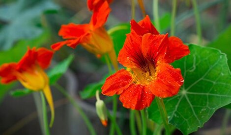 Nasturtium