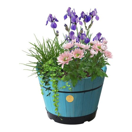 babspb 0770_build_a_barrel_blue_planted.jpg