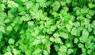 Chervil