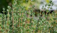 Thyme